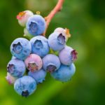 berries-3513547_1920